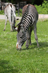 Fototapeta na wymiar Animal zebra grazes on the grass in the zoo.