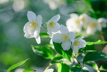 White jasmine flowers on a branch.Close up