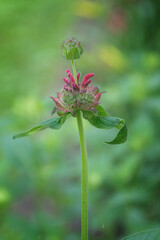 Red Bee Balm is starting to bloom in our garden in Windsor in Broome County in Upstate NY.  Bees, butterflies and hummingbirds will soon be feeding on this flower and its nectar.  Soft background