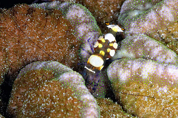 A picture of a commensal shrimp