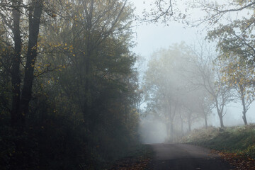Une route dans le brouillard. Une route brumeuse dans la for&ecirc;t. Une route dans le brouillard automnal