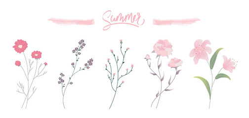 Vector set of garden summer flowers in delicate pink colors on a white background. Peony. Kosmeya. Forget-me-not. Lily. Myosotis