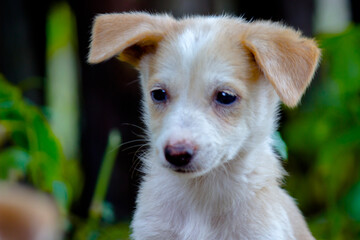 Cute street puppy dog sitting frontal and looking at camera, isolated on natures background
