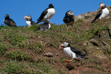 Atlantic puffin (Fratercula arctica) socialising on Skomer Island off the coast of Pembrokeshire in Wales, United Kingdom