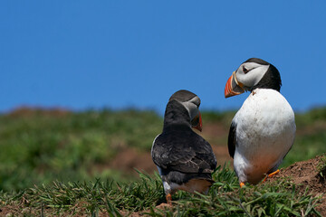 Atlantic puffin (Fratercula arctica) socialising on Skomer Island off the coast of Pembrokeshire in Wales, United Kingdom
