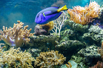 blue surgeon fish on the background of coral reefs and anemones, Paracanthurus hepatus