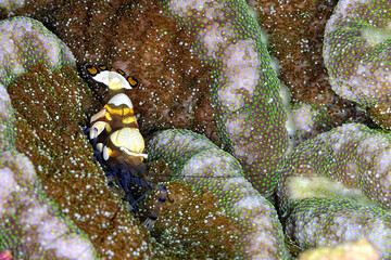 A picture of a commensal shrimp