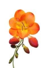 Orange freesia flower