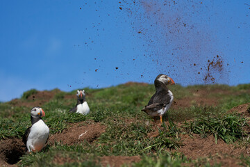 Atlantic puffin (Fratercula arctica) getting showered in earth by a hidden puffin digging out an underground nesting burrow on Skomer Island off the coast of Pembrokeshire in Wales, United Kingdom - obrazy, fototapety, plakaty