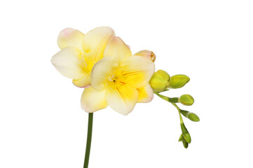 Naklejka na ściany i meble Yellow freesia flowers