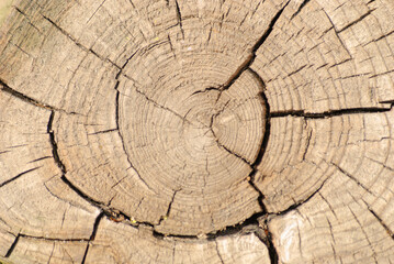 Cut of old wood with rings and cracked texture.Background
