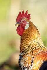 Organic roaming natural orange and yellow village rooster