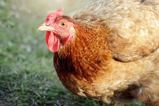 The brown hen looks up close at the camera, the photo clearly shows the details of the bird's face