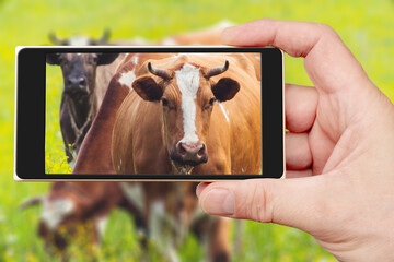 A beautiful cow on the smartphone screen. The pet looks directly into the camera.