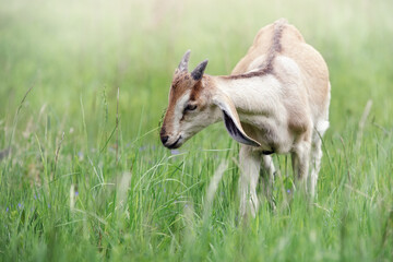 Little goatling in a green spring meadow