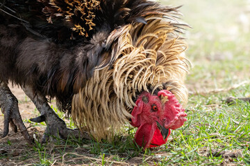 Large, beautiful cock looking for food in the grass, close-up view, low viewing angle