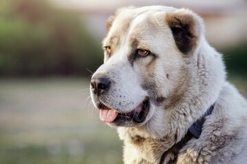 Portrait of asian shepherd  dog in a blurred background