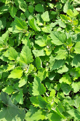 In nature, the grows fat hen (Chenopodium album)