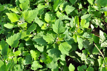 In nature, the grows fat hen (Chenopodium album)