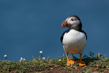 Atlantic puffin (Fratercula arctica) with small fish in its beak to feed its chick on the cliffs of Skomer Island off the coast of Pembrokeshire in Wales, United Kingdom
