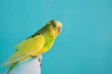 Beautiful green and yellow parrot against blue background with copy space