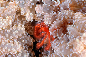 A picture of an orangutang crab