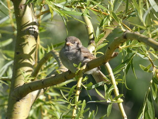 Young house sparrow (Passer domesticus) perched on willow tree, Sopot, Poland