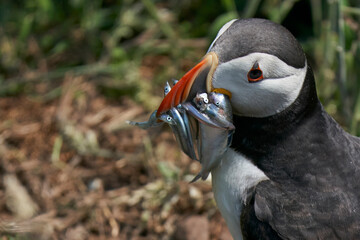 Plakat Atlantic puffin (Fratercula arctica) carrying small fish in its beak to feed its chick on Skomer Island off the coast of Pembrokeshire in Wales, United Kingdom