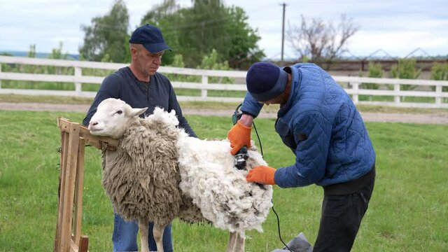 Adult sheep is sheared by farmers. Men shearing wool from a beautiful sheep on a farm. Farmer cutting sheep wool with electric hair clipper outdoors.
