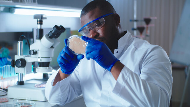 Black man checking cell grown meat in laboratory