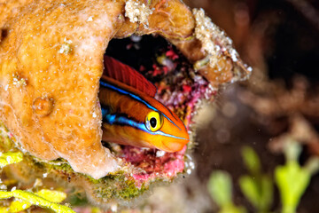 A beautiful picture of a tube worm blenny