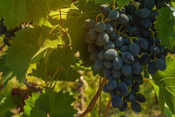 Brunch of ripe blue grapes on a branch with green leaves