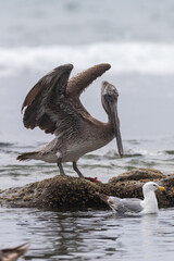 Pelican and seagull on the Pacific Northwest Oregon Coast