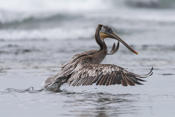 Pelican takes flight on the Pacific Northwest coast