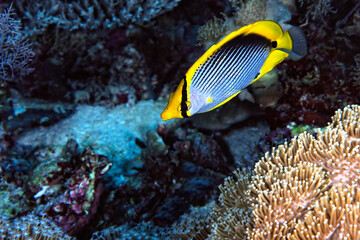Fototapeta na wymiar A picture of a black backed butterflyfish