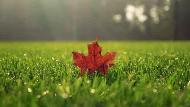 Red Canadian maple leaf in sports field early morning in Fergus Ontario Canada in the Township of Centre Wellington