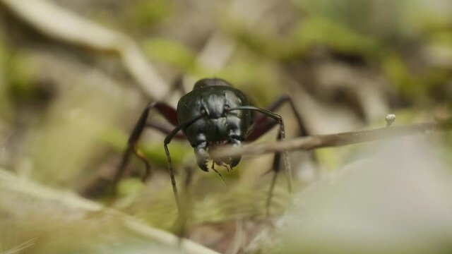 Portrait of big red ant in forest, macro