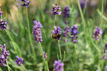 The insect pollinates a lavender flower on a sunny day. Summer. Day.