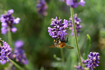 The insect pollinates a lavender flower on a sunny day. Summer. Day.