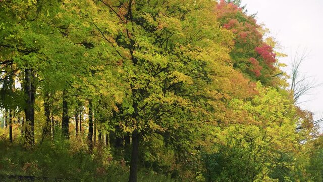 Fall colours in Fergus Ontario Canada in the Township of Centre Wellington