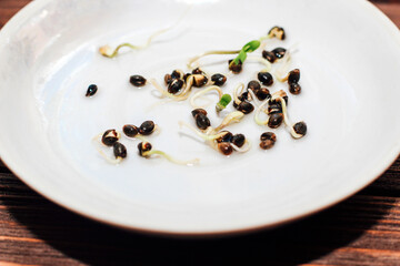 Sprouted cannabis seeds. seed sprouts at home.