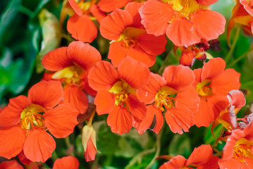 Red flowers close-up in the garden in summer.
