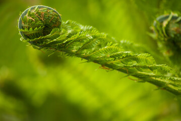 Spiral of a young green branch of a fern close up