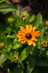 yellow flower in the rosegarden
