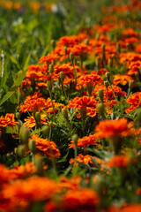 orange flowers in the garden