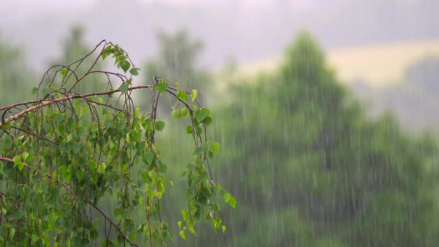 Fresh summer rain, trees on background, selective focus.