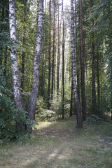 Beautiful mixed forest. Birches and pines Hot sunny summer