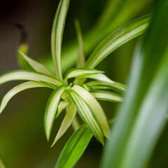 Bonnie Spider Plant