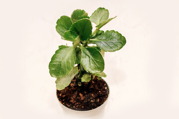 Green potted kalanchoe in a pot home gardening.