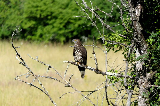 A female European Honey Buzzard (Pernis apivorus) perched on a dead branch overlooking a hay field in the Dordogne, France

